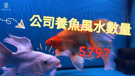 魚的數量 風水|陽宅風水【養風水魚】要養幾多條？